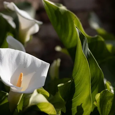 Al Belvedere לינה וארוחת בוקר