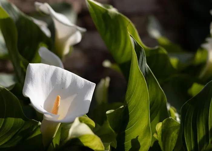 Al Belvedere Bed & Breakfast